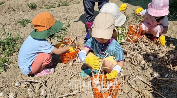 사진 : 세종교육원소속 유아 어린이들이 세종시 금남면 영대리 한 농가에서 마늘 수확 체험을 하고 있는 모습